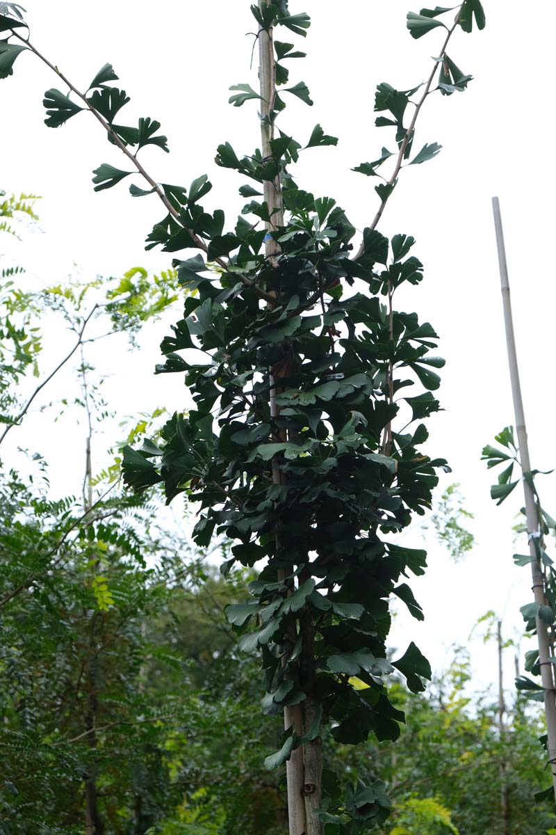 Ginkgo biloba 'Denise' op stam kroon