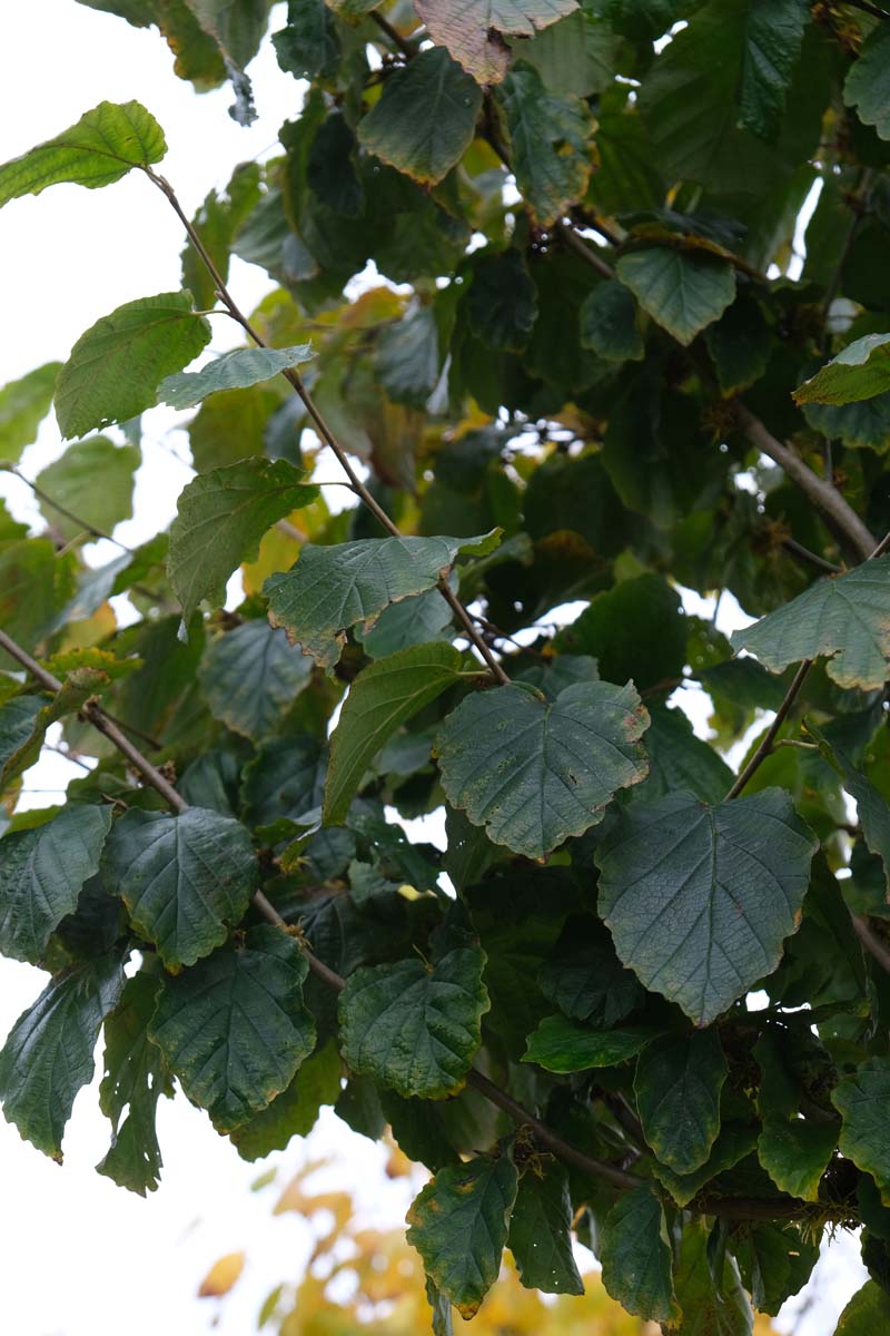 Hamamelis virginiana op stam blad