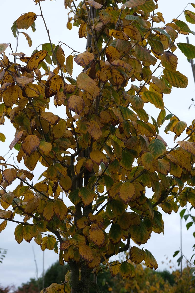 Hamamelis virginiana haagplant herfstkleur