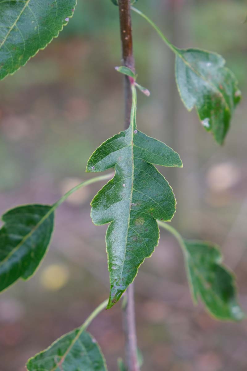 Malus toringoides op stam blas