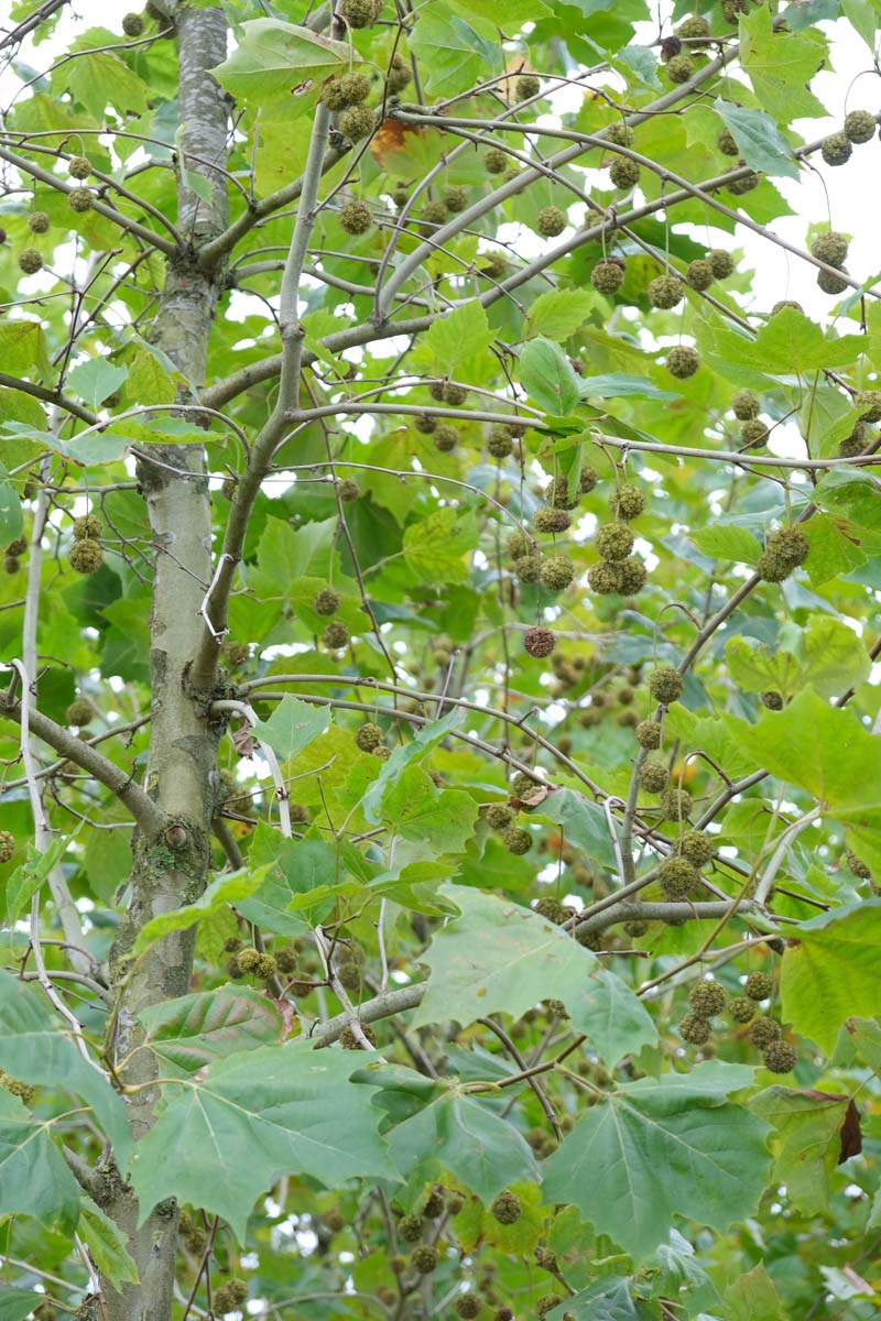 Platanus hispanica 'Malburg' haagplant vrucht