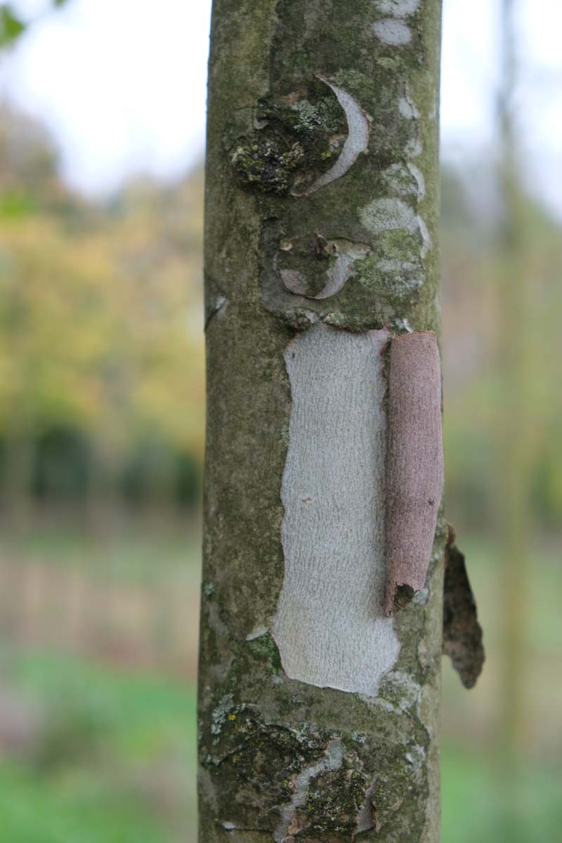 Platanus hispanica 'Malburg' op stam bast