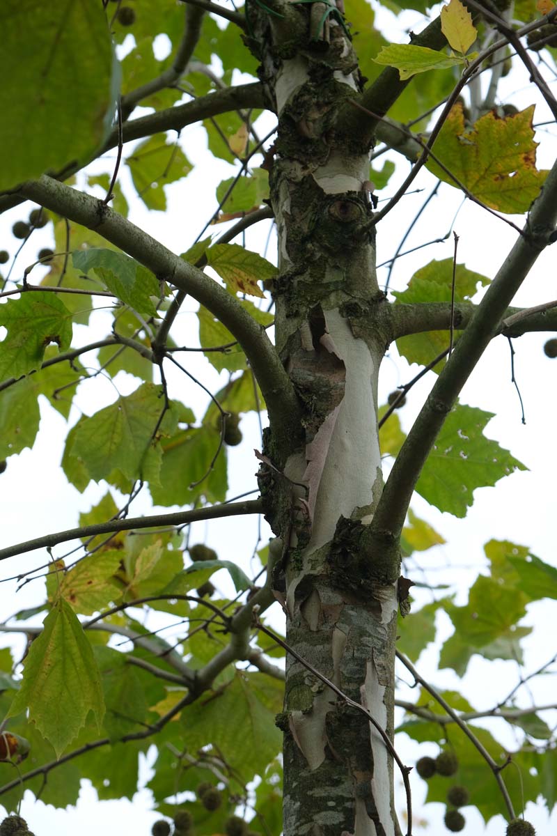 Platanus hispanica 'Malburg' haagplant stam
