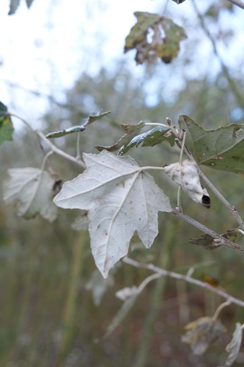 Populus alba 'Nivea' meerstammig / struik blad
