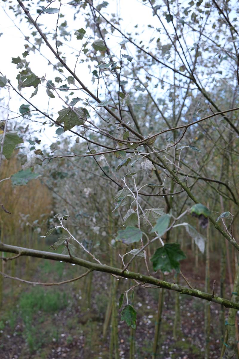 Populus alba 'Nivea' op stam twijg