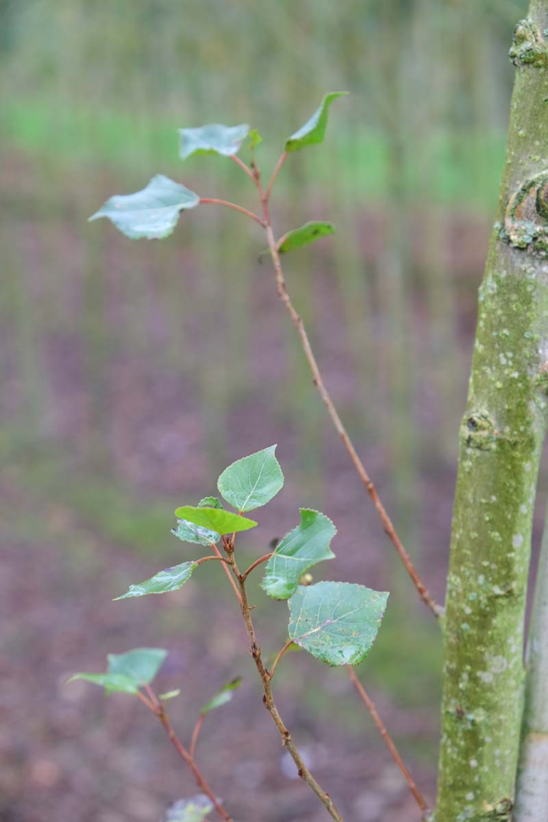 Populus canadensis 'Robusta' op stam blad