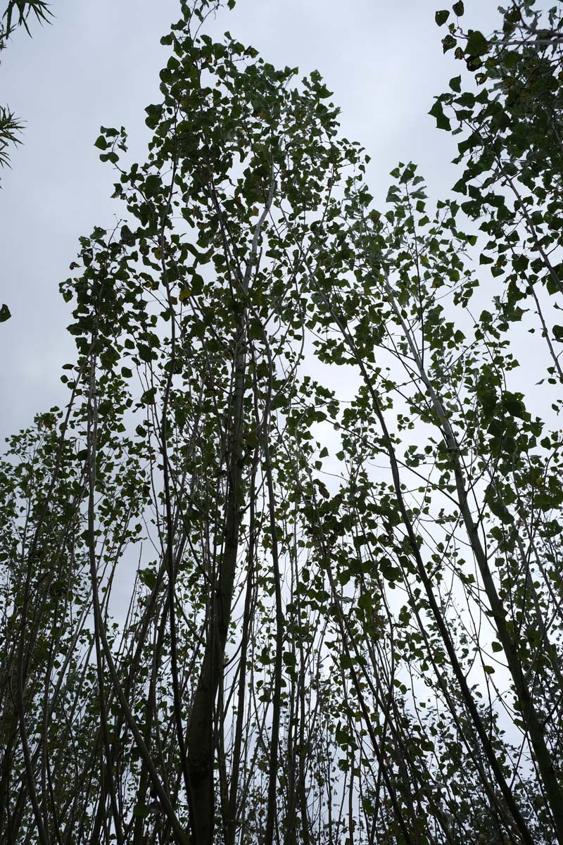 Populus canadensis 'Robusta' haagplant kroon