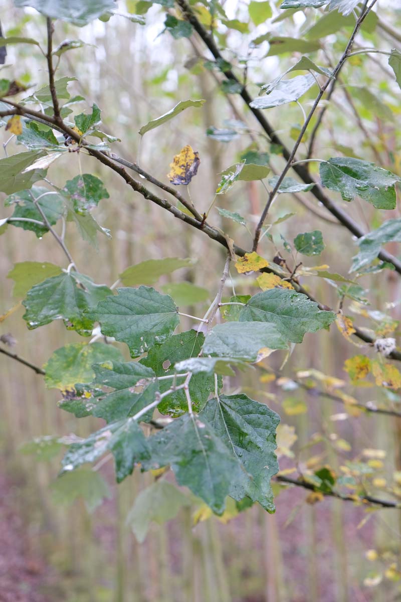 Populus canadensis 'Robusta' op stam twijg