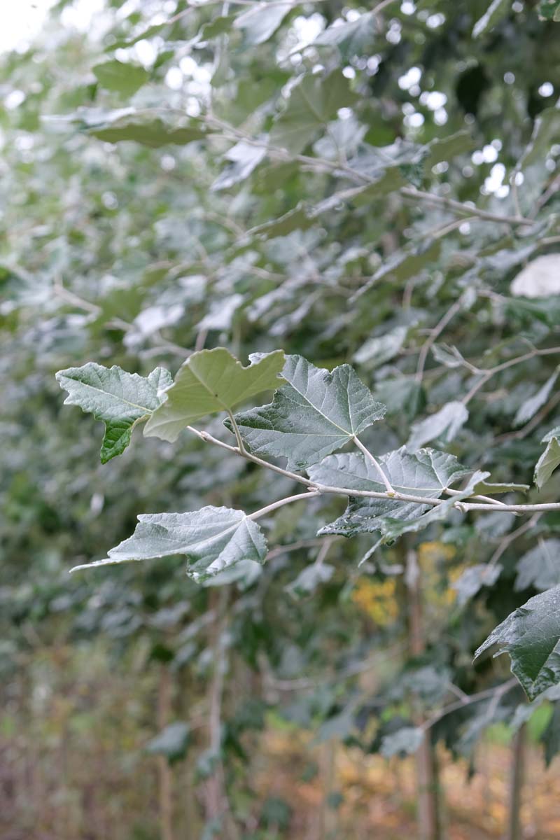 Populus canescens op stam blad