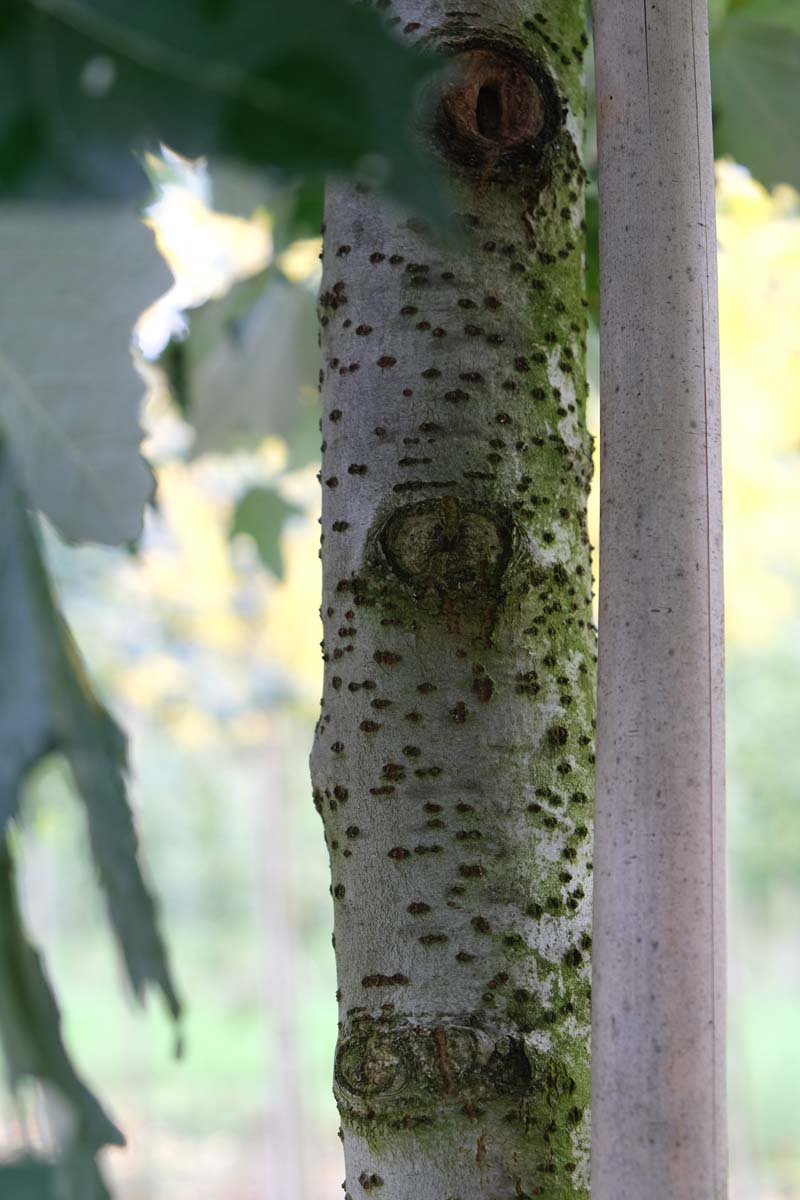 Populus canescens op stam bas