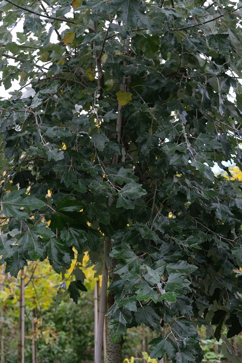 Populus canescens op stam kroon