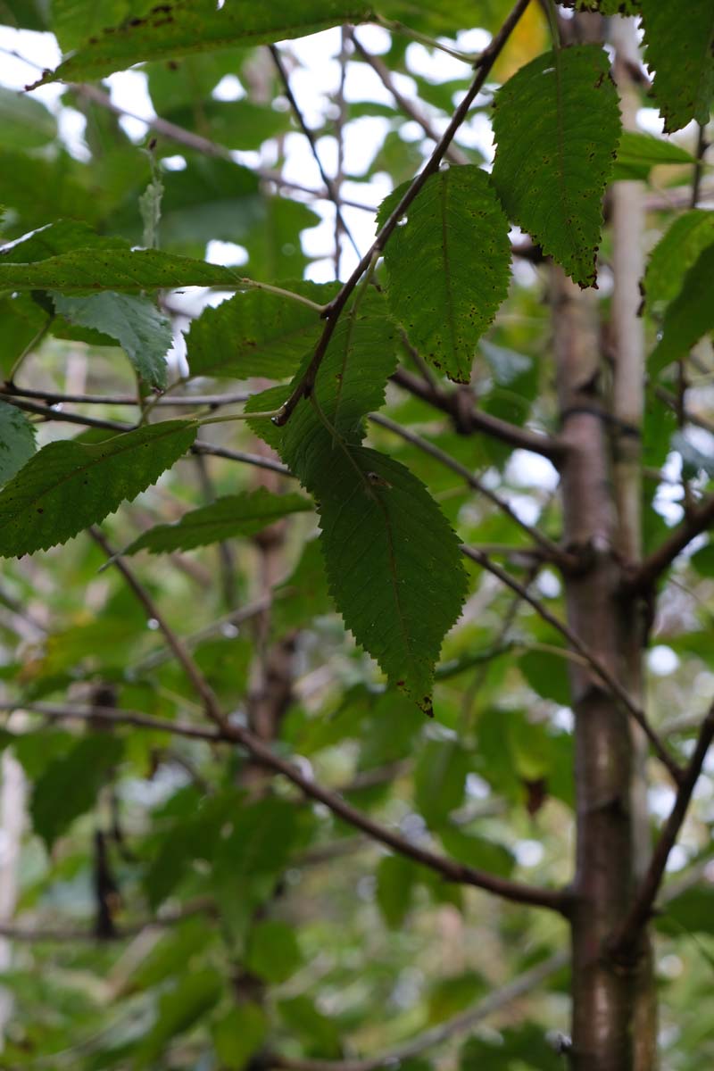 Prunus avium 'John Frost' op stam blad