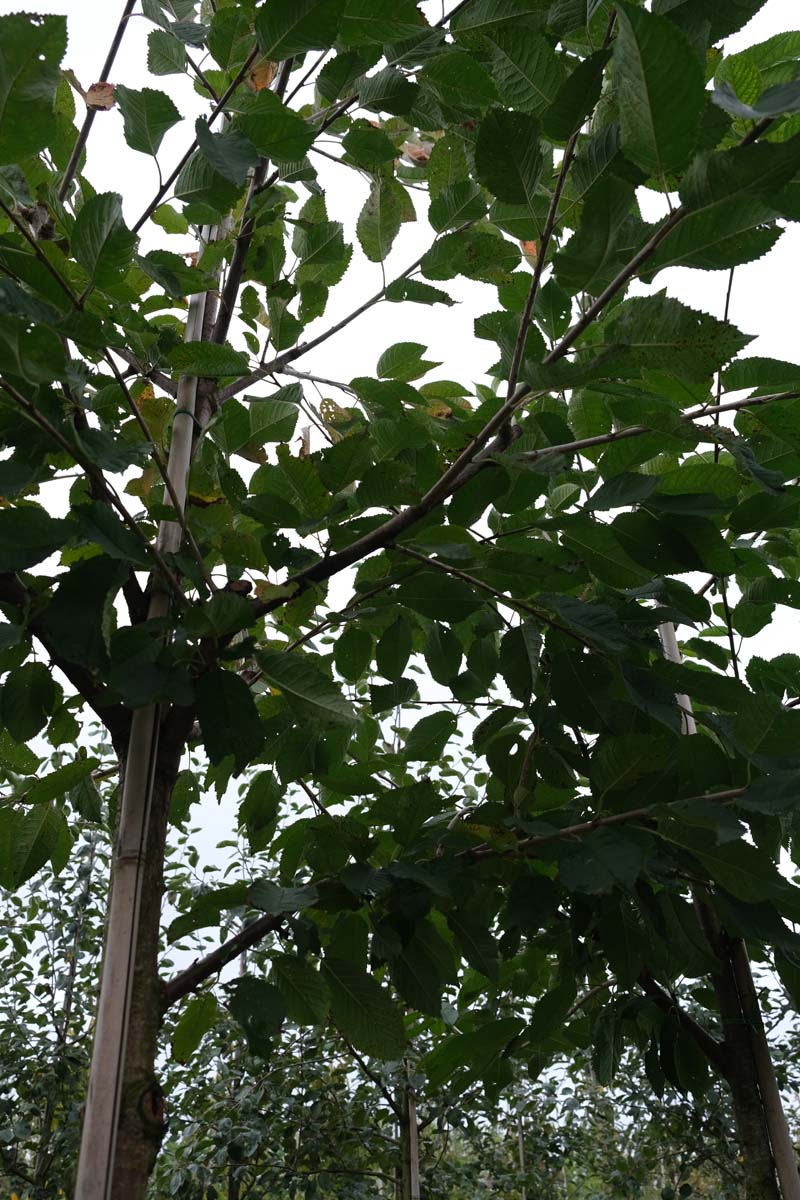 Prunus avium 'Schneider's Späte Knorpelkirsche' op stam blad