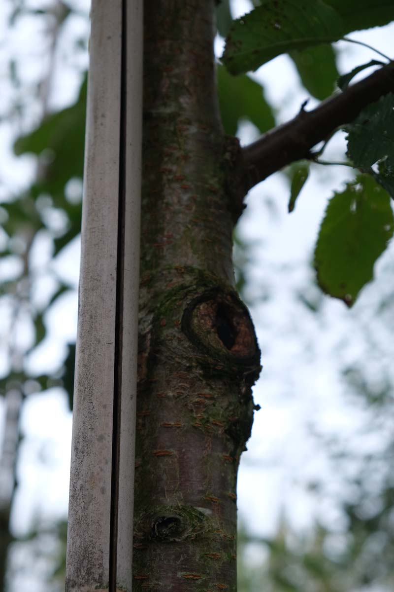 Prunus avium 'Schneider's Späte Knorpelkirsche' op stam bast