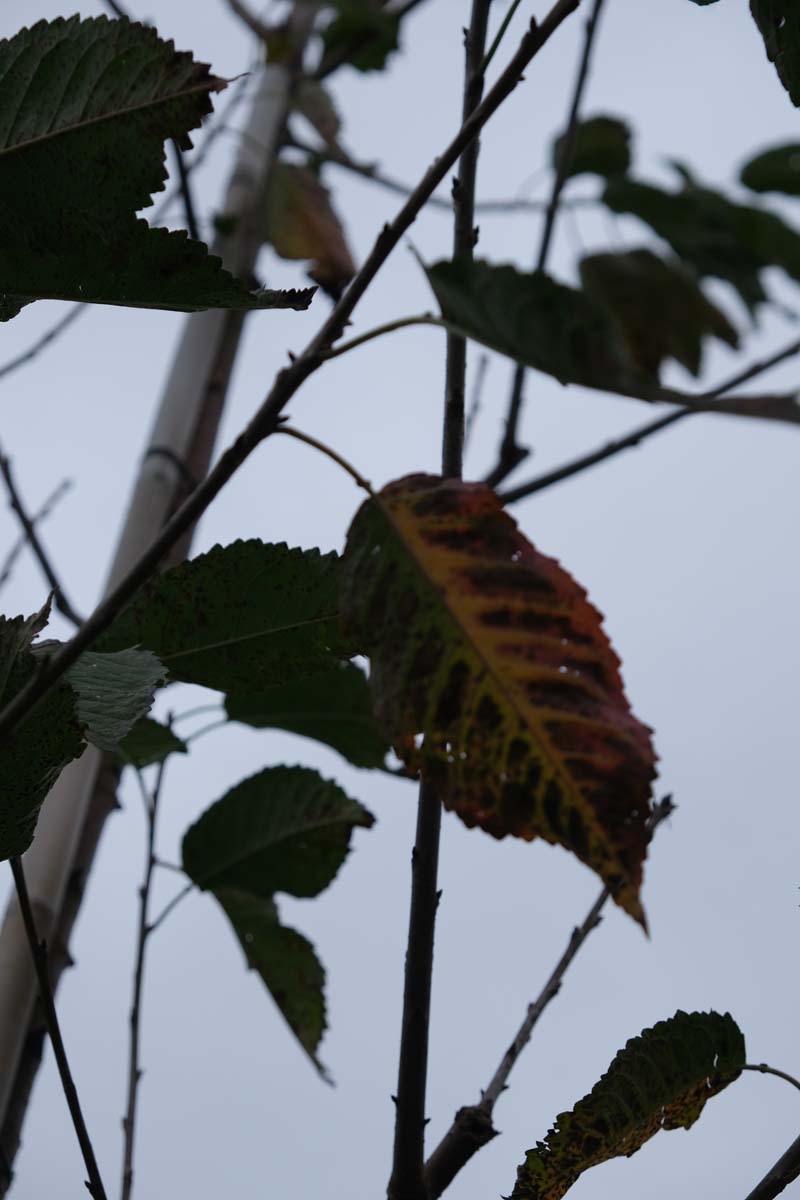 Prunus avium 'Schneider's Späte Knorpelkirsche' op stam herfstkleur
