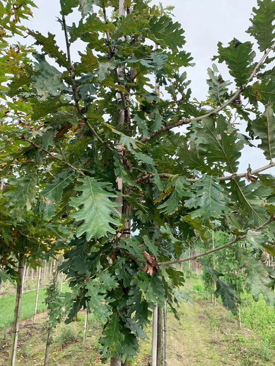 Quercus frainetto haagplant blad