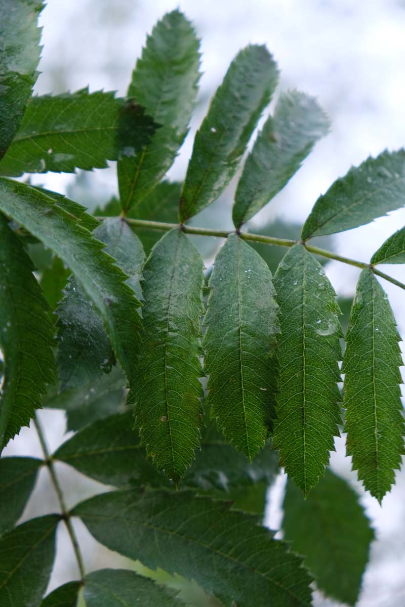 Sorbus domestica op stam blad