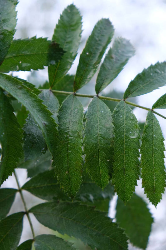 Sorbus domestica meerstammig / struik blad