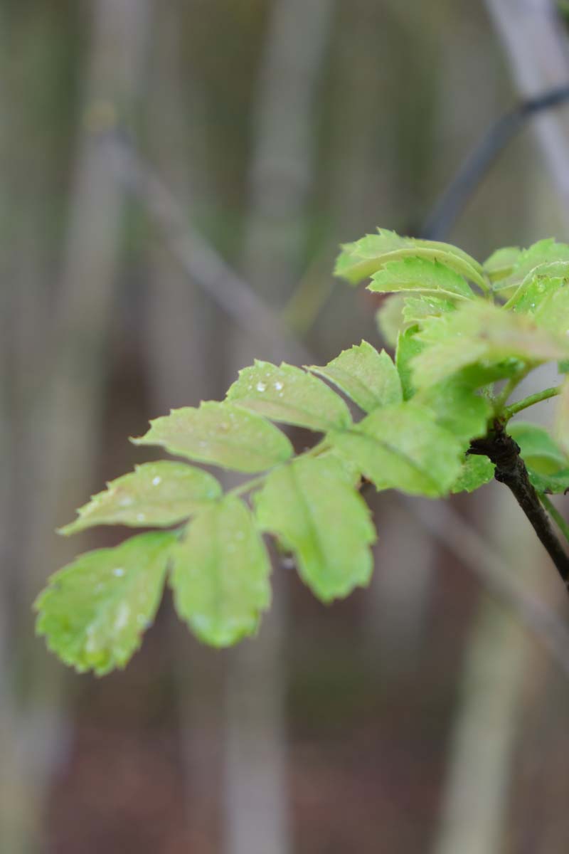 Sorbus domestica haagplant blad