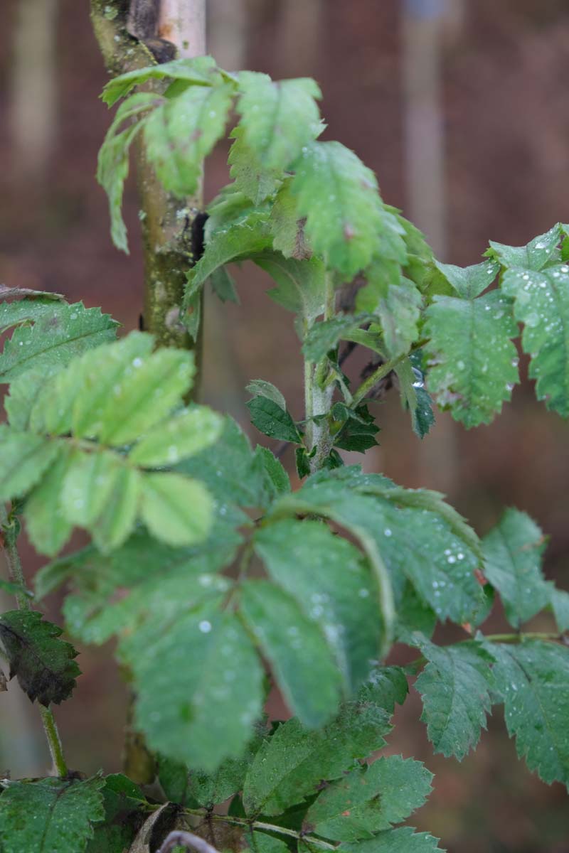 Sorbus domestica haagplant blad