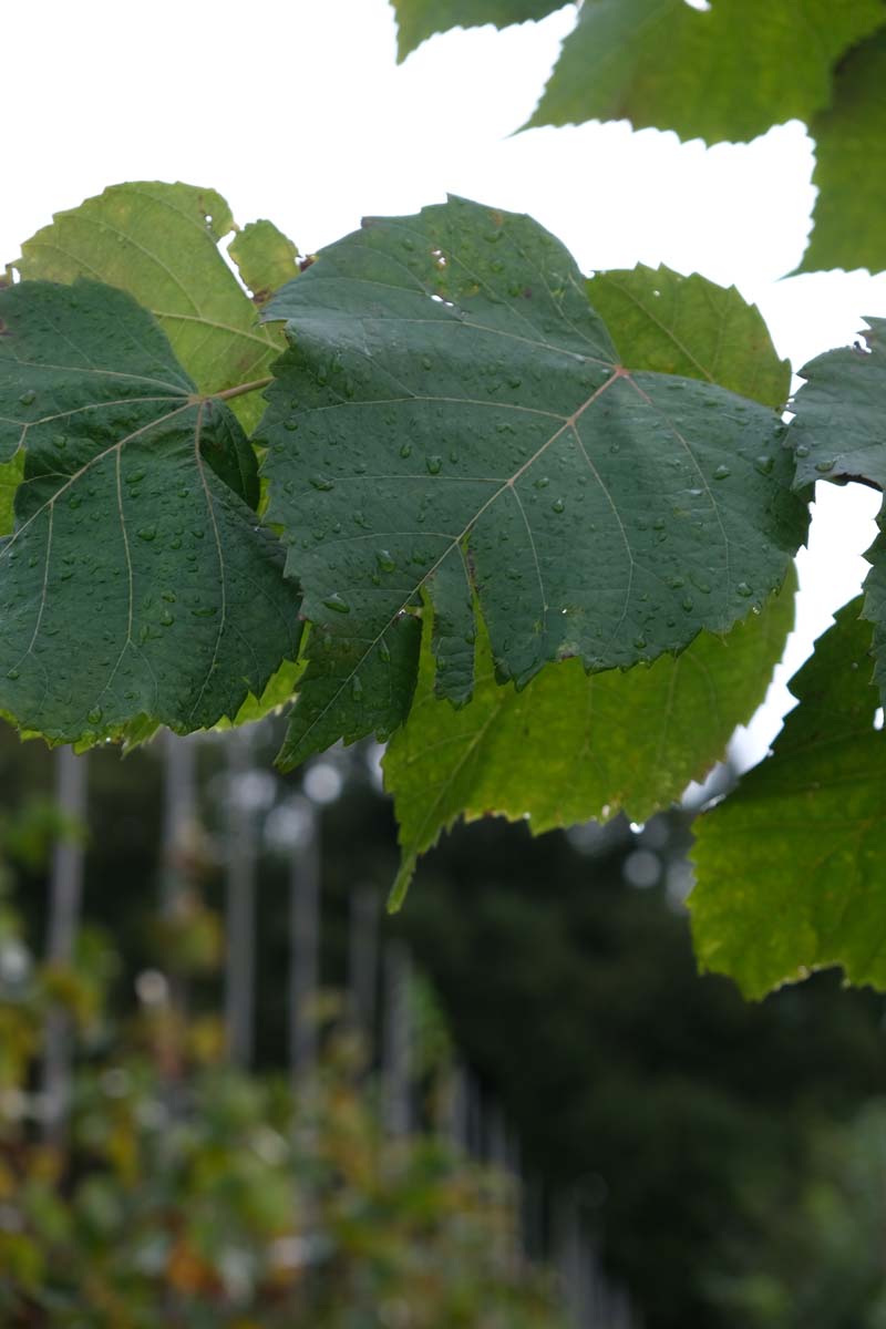 Tilia platyphyllos 'Delft' op stam blad