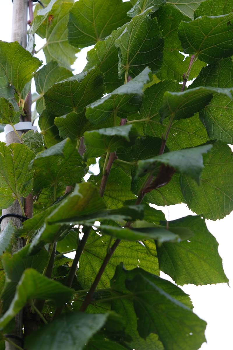 Tilia platyphyllos 'Delft' op stam twijg