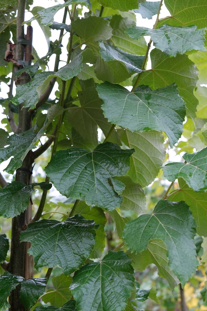 Tilia tomentosa 'Grey Pillar' op stam blad