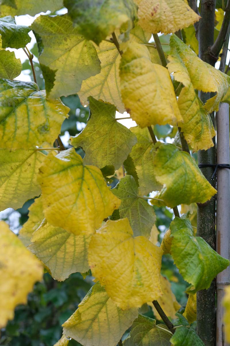 Tilia tomentosa 'Grey Pillar' op stam herfstkleur