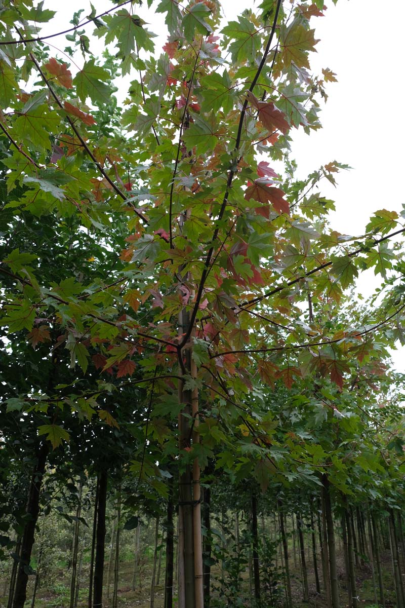 Acer freemanii 'Jeffersred' op stam op stam