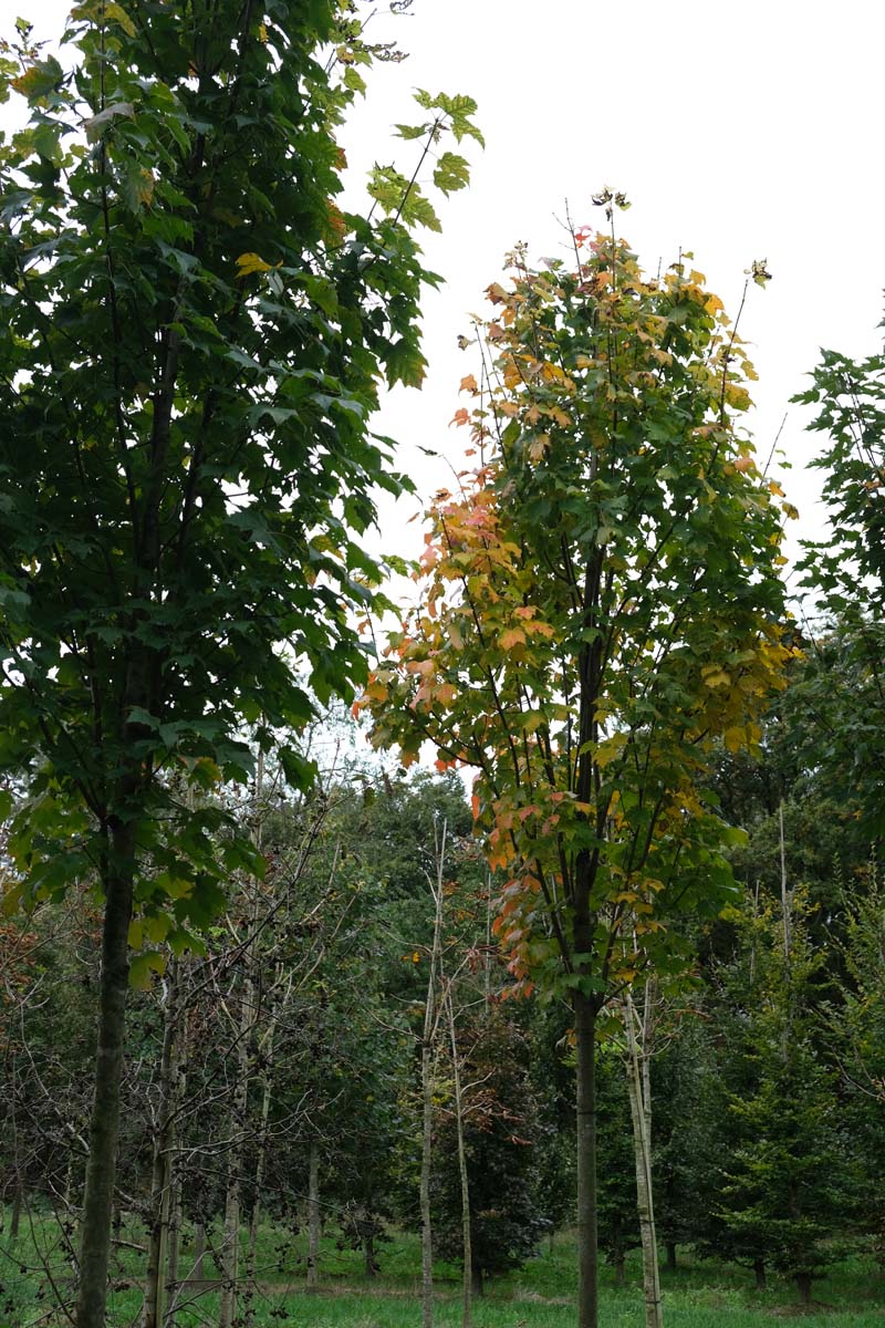 Acer rubrum 'Bowhall' op stam op stam