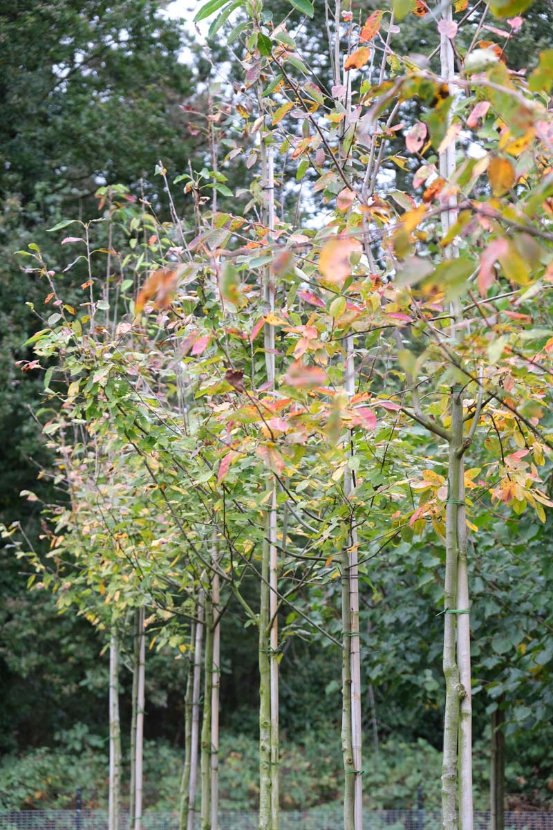 Amelanchier laevis 'Snowflakes' op stam op stam