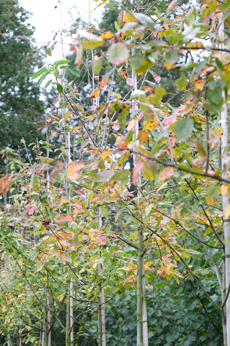 Amelanchier laevis 'Snowflakes' op stam op stam