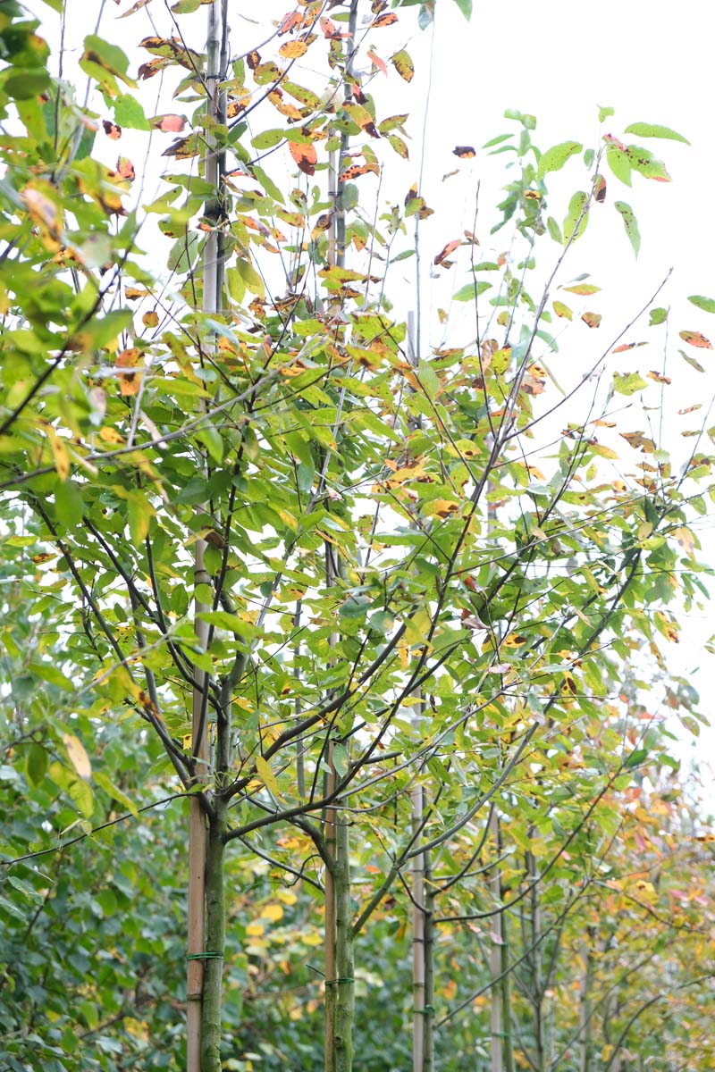 Amelanchier laevis 'Snowflakes' op stam op stam