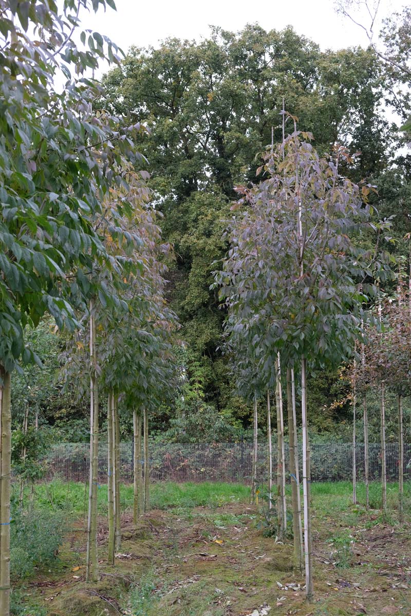 Fraxinus americana 'Skyline' op stam op stam