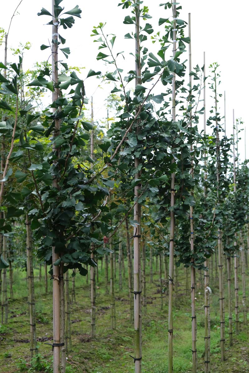 Ginkgo biloba 'Denise' op stam op stam