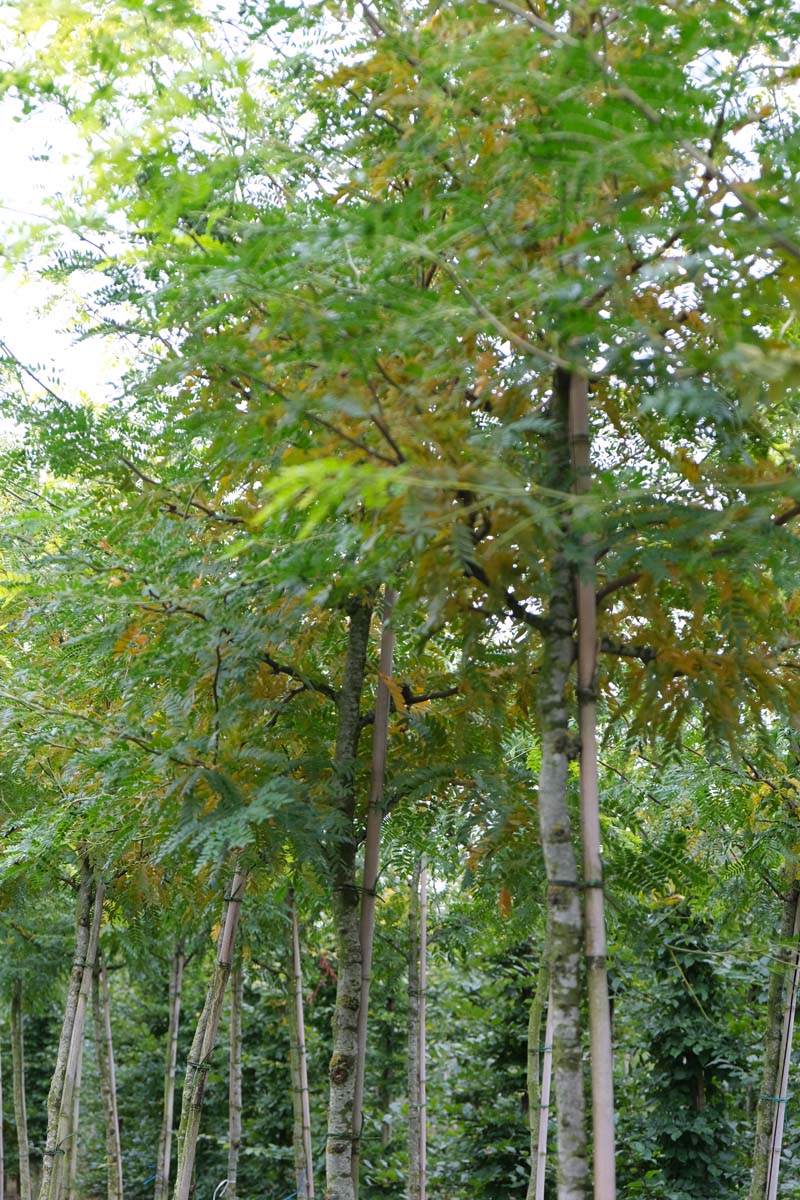Gleditsia triacanthos 'Speczam' op stam op stam