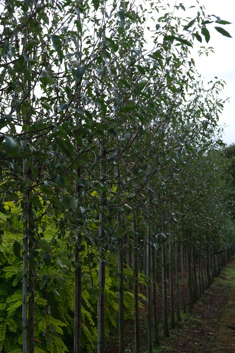 Malus toringoides op stam op stam