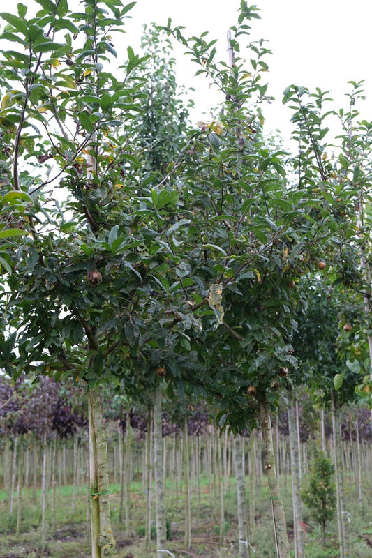 Mespilus germanica 'Bredase Reus' op stam op stam