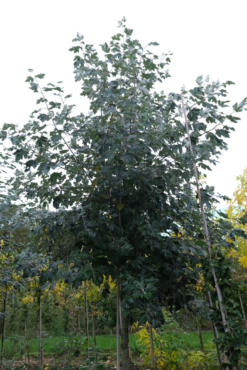 Populus canescens op stam op stam