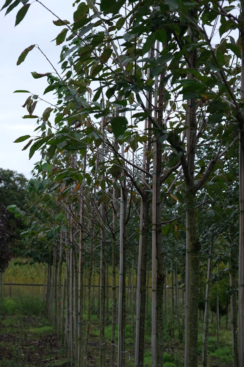 Prunus avium 'Schneider's Späte Knorpelkirsche' op stam op stam