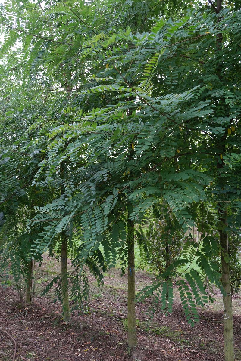 Robinia pseudoacacia 'Nyirségí' op stam op stam