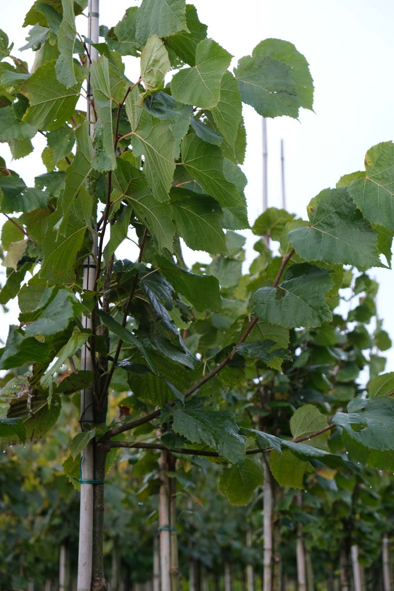 Tilia platyphyllos 'Delft' op stam op stam