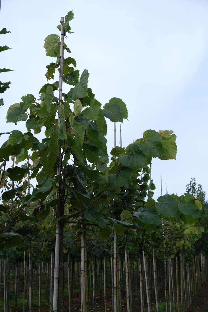 Tilia platyphyllos 'Delft' op stam op stam