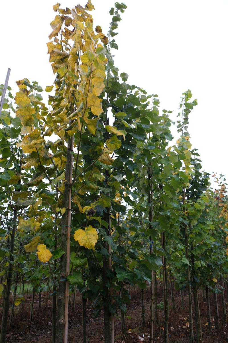 Tilia tomentosa 'Grey Pillar' op stam op stam