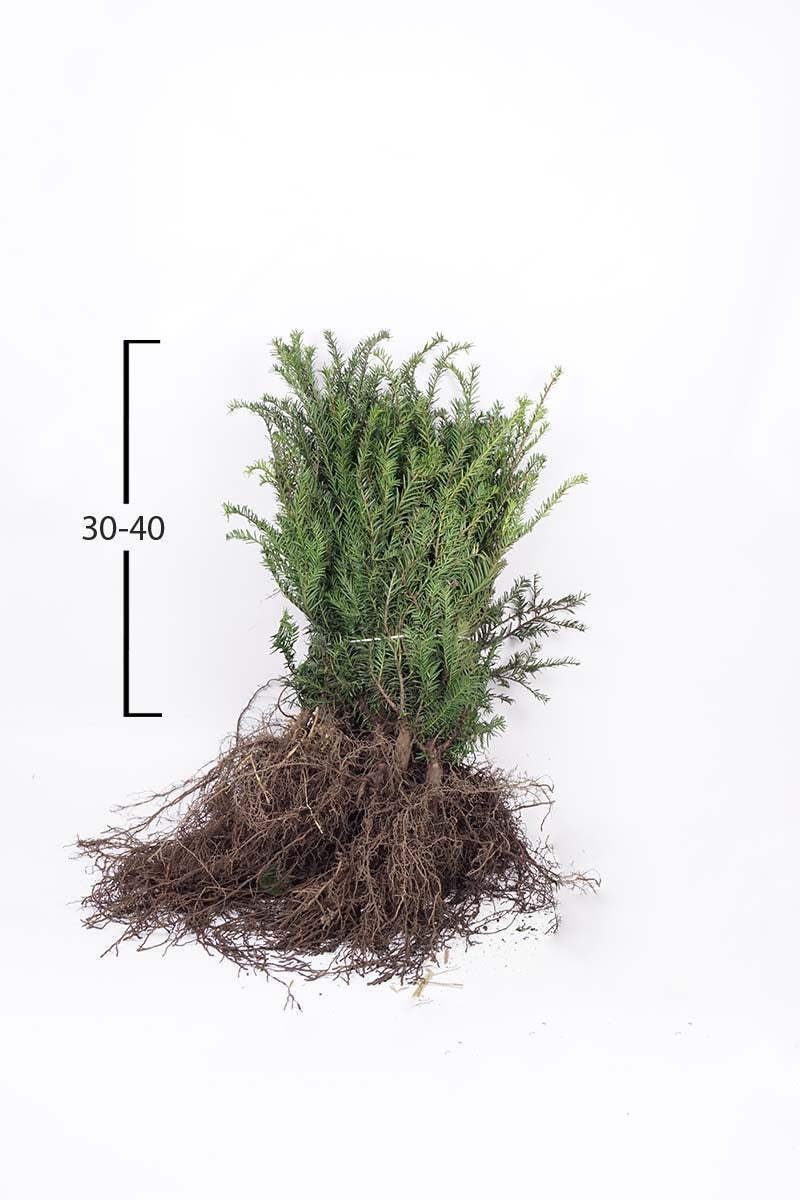 TABACCAT30-40WPLANTSOE plantsoen