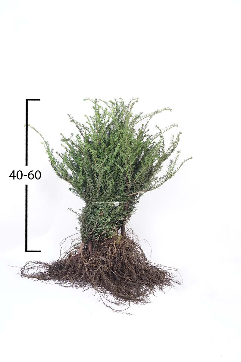 TABACCAT40-60WPLANTSOE plantsoen