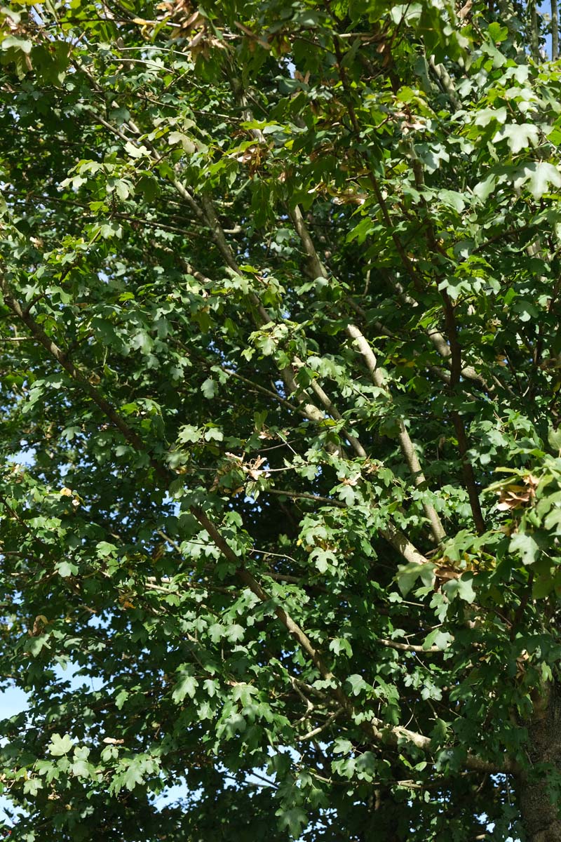 Acer campestre 'Royal Ruby' op stam blad