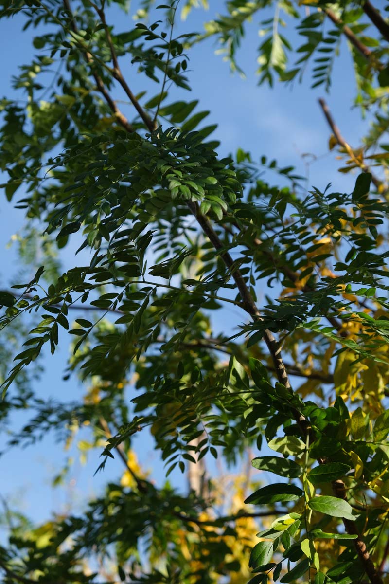 Gleditsia triacanthos 'Moraine' op stam blad