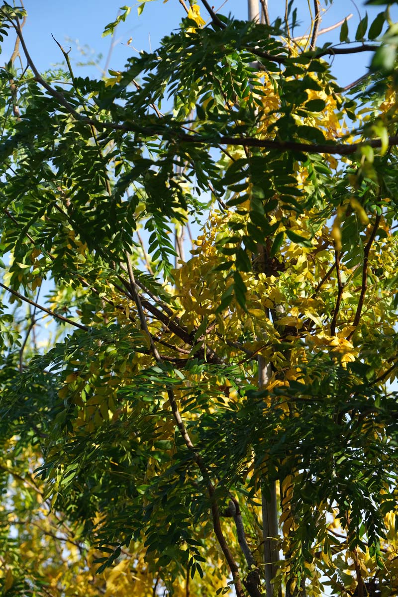 Gleditsia triacanthos 'Moraine' op stam herfstkleur
