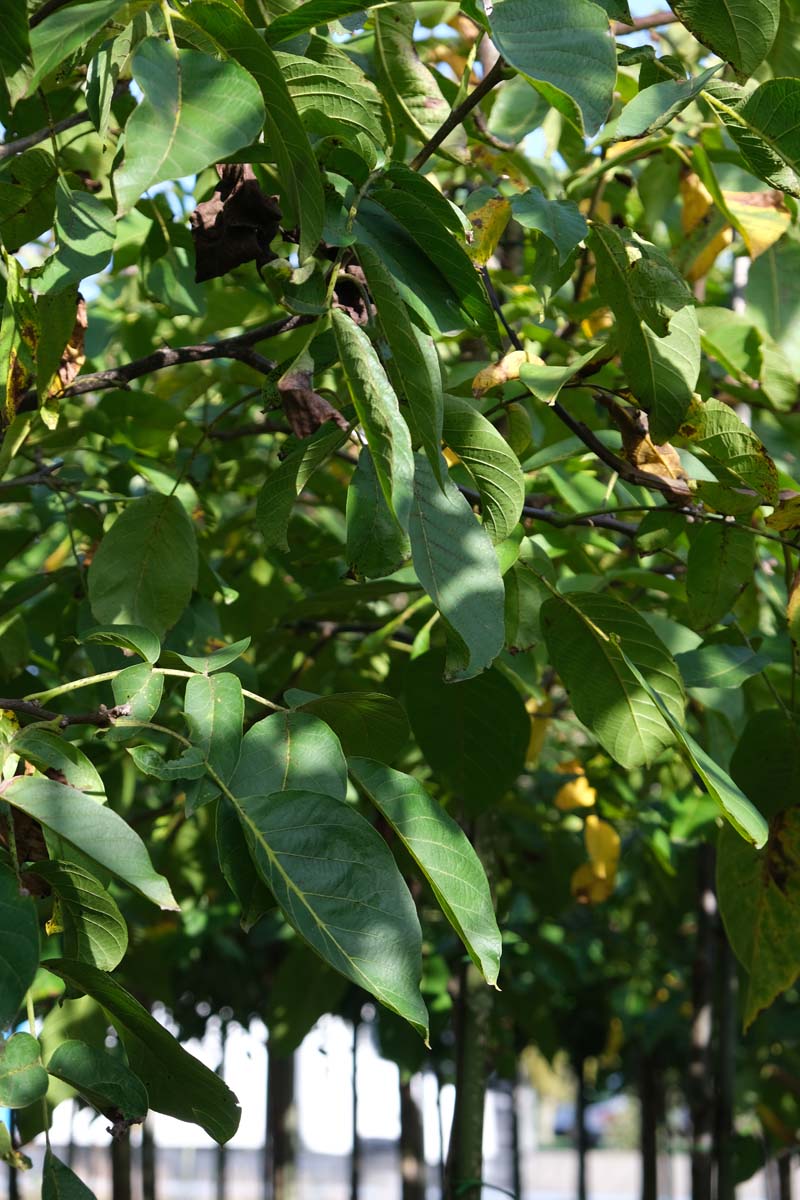 Juglans regia 'Coenen' op stam blad